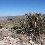 Leg 0099 - More Arizona Desert
